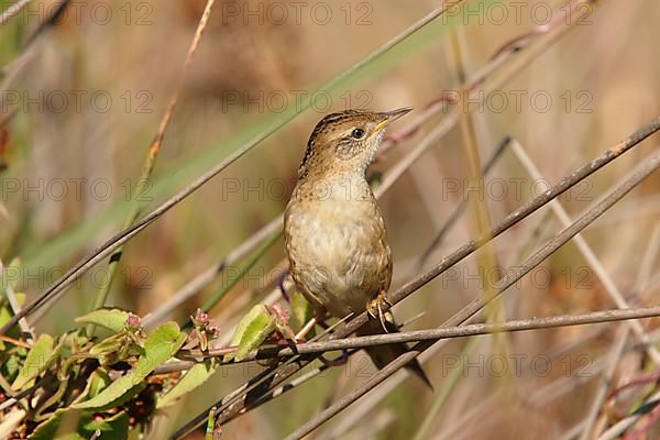 Bay-capped wren-spinetail