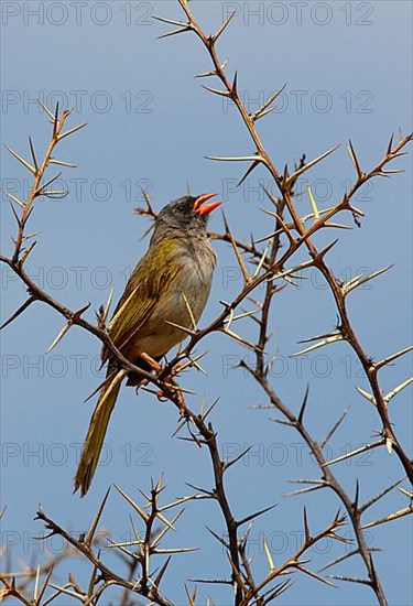 Great Pampa-finch