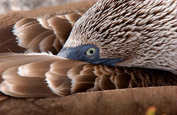 Blue-footed booby