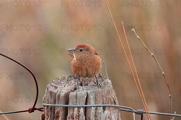 Freckle-breasted Thornbird