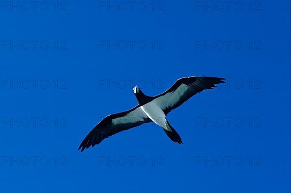 Brown Booby