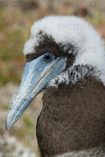 Brown booby