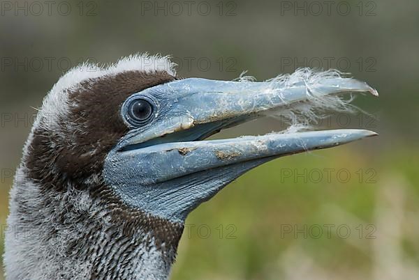 Brown booby