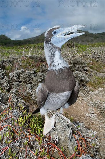 Brown booby