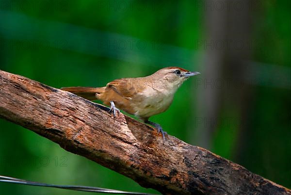 Common Thornbird