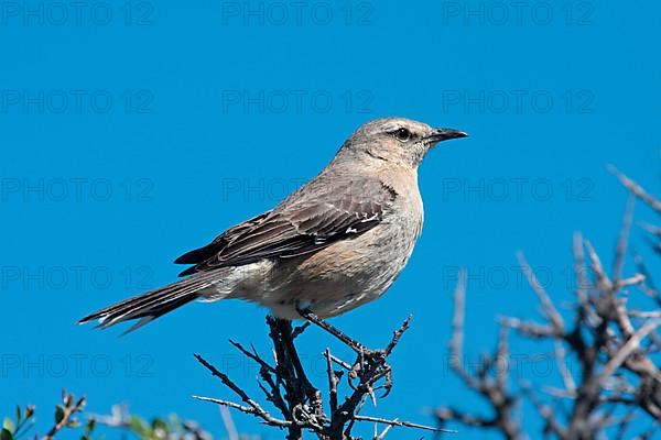 Patagonian mockingbird