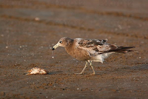 Olrog's olrog's gull