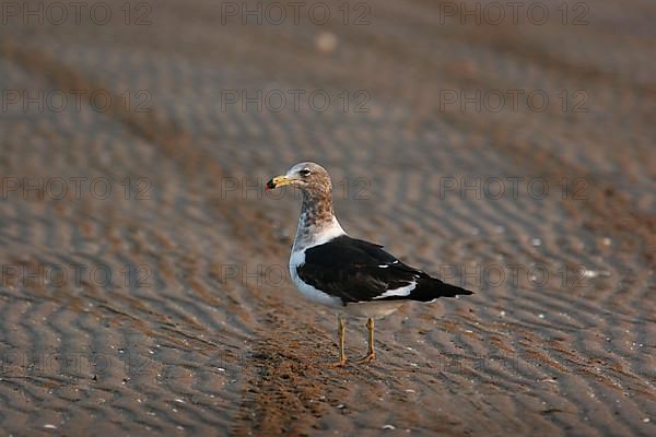 Olrog's olrog's gull