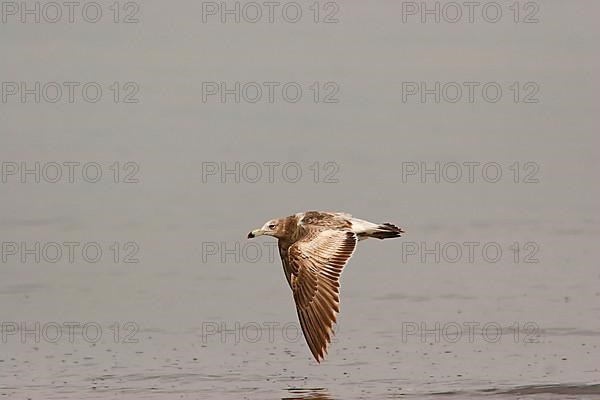 Olrog's olrog's gull