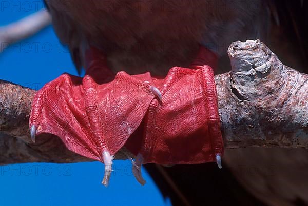 Red-footed booby