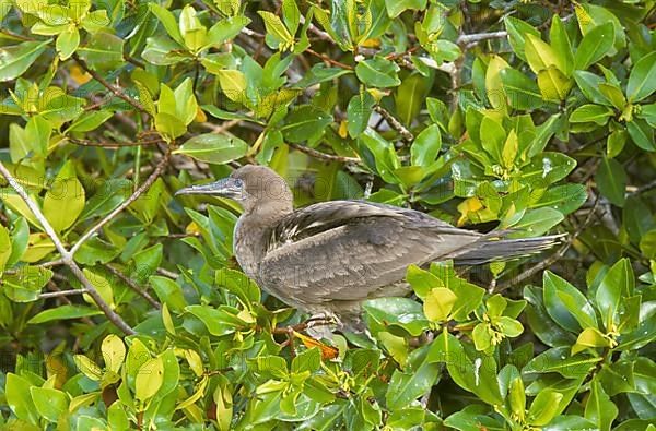 Red-footed booby