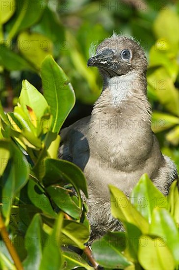 Red-footed booby