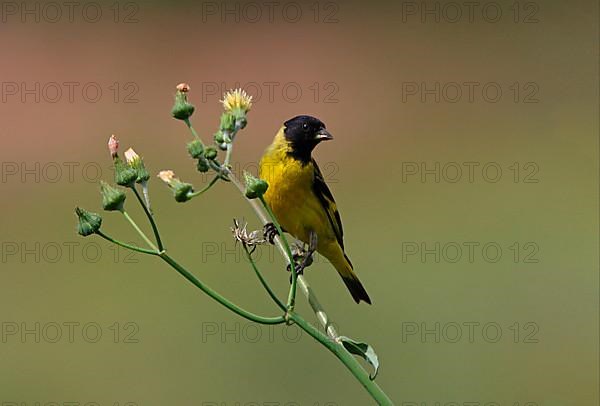 Hooded Siskin