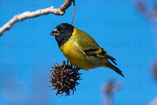 Black-capped Siskin