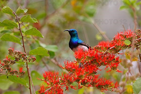 White-bellied sunbird