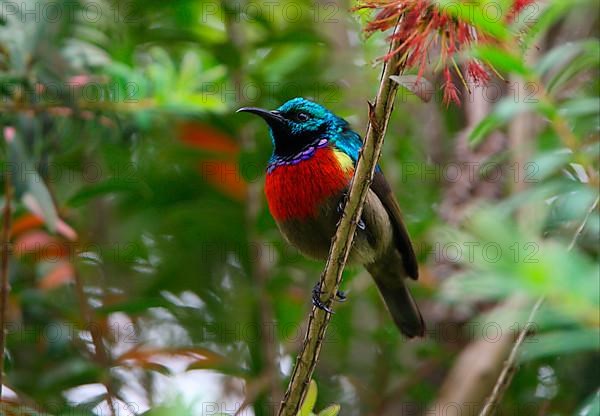 Northern Double-collared Sunbird