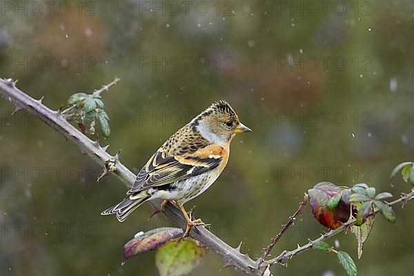 Brambling