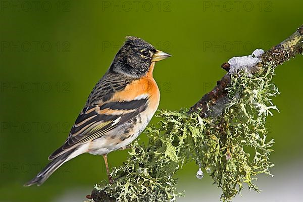 Brambling