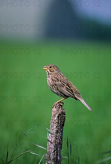 Corn Bunting