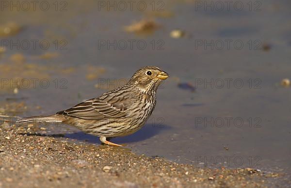 Corn bunting