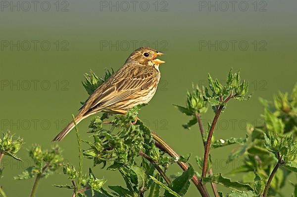 Corn Bunting