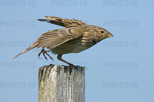 Corn Bunting