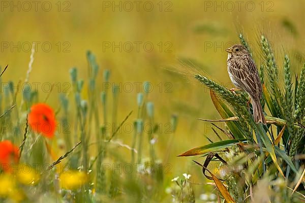 Adult corn bunting