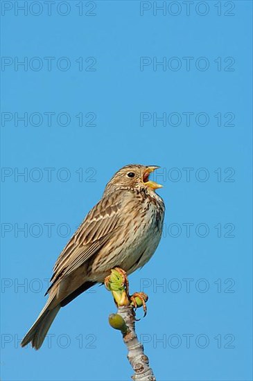 Corn Bunting