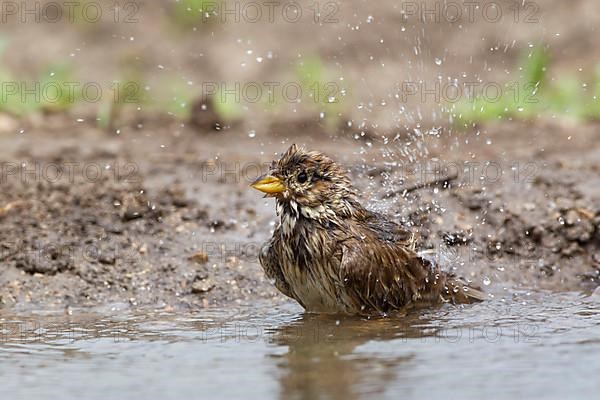 Corn Bunting