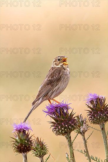 Corn bunting