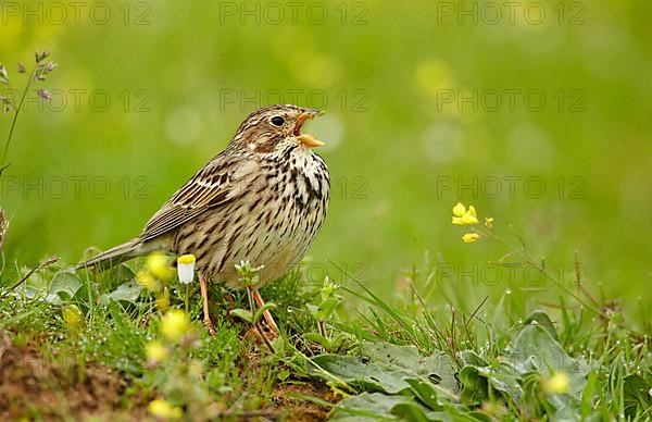 Corn Bunting