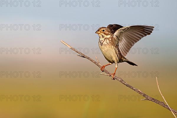 Corn bunting