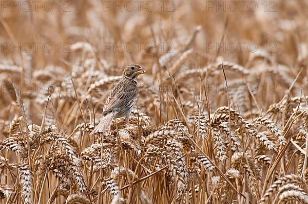 Corn corn bunting