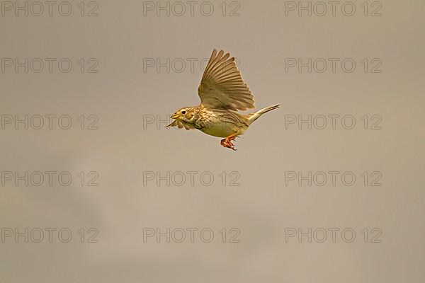 Corn Bunting