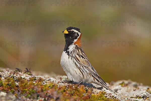 Lapland longspur