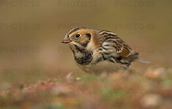 Lapland Bunting