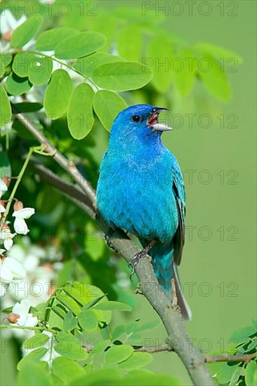 Indigo Bunting