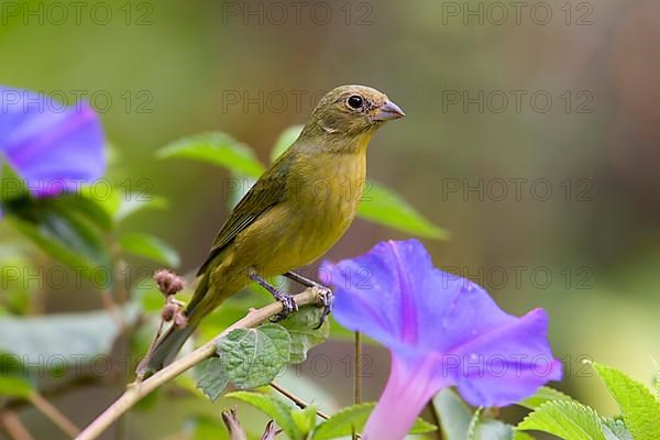 Painted Bunting