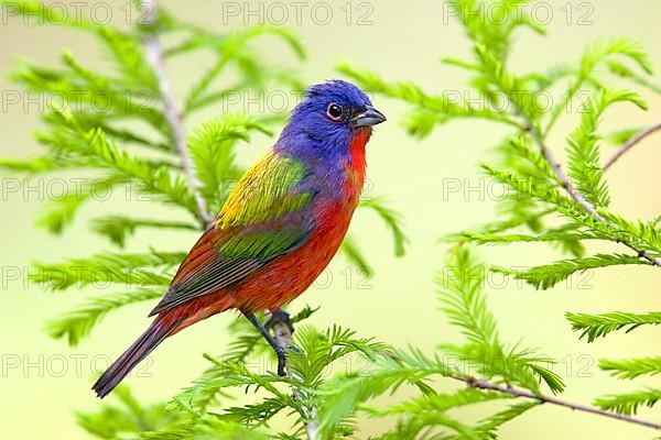 Painted Bunting