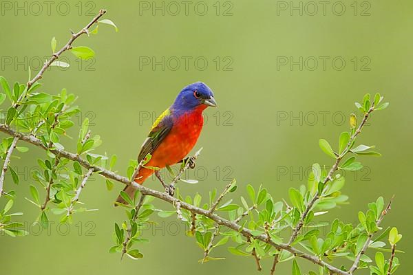 Painted Bunting