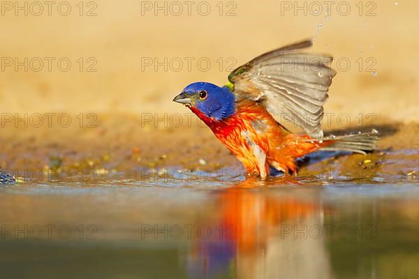 Painted Bunting