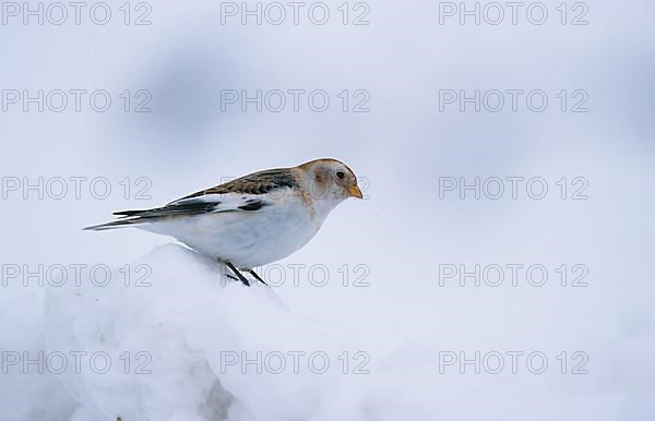 Snow Bunting