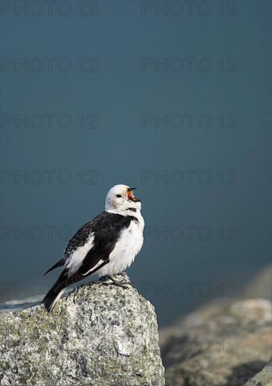 Snow bunting