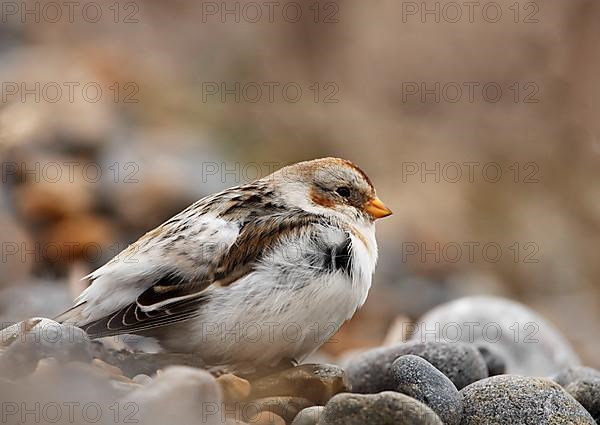 Snow Bunting