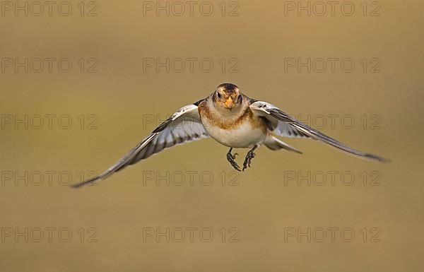 Snow bunting