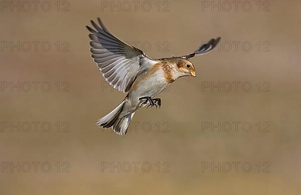 Snow bunting