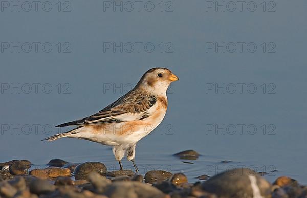 Snow bunting