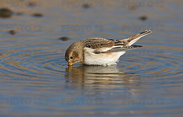 Snow bunting