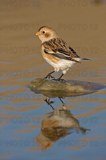 Snow bunting