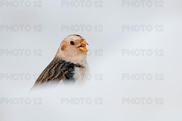 Snow bunting